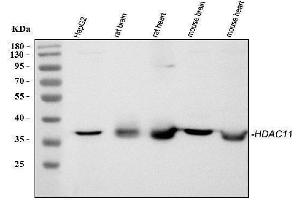Western blot analysis of HDAC11 using anti-HDAC11 antibody (ABIN3043840). (HDAC11 Antikörper  (N-Term))