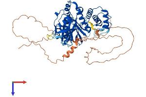 FERM Domain Containing 5 (FRMD5) (AA 1-517) protein (His tag)