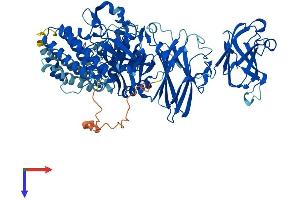 Calpain 7 Protein (CAPN7) (AA 1-813) (His tag)