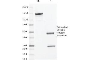 anti-Myc Tag (AA 408-439), (C-Term) antibody