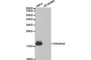 Western blot analysis of extracts of HeLa cell line and H3 protein expressed in E. (Histone 3 Antikörper  (H3K4me3))
