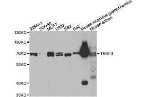 Western blot analysis of extracts of various cell lines, using TRAF3 antibody. (TRAF3 Antikörper)