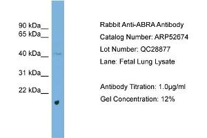 WB Suggested Anti-ABRA  Antibody Titration: 0.