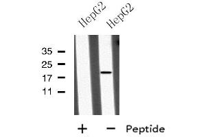 Western blot analysis of MID1IP1 using HepG2 whole cell lysates (m1ip1 Antikörper  (Internal Region))