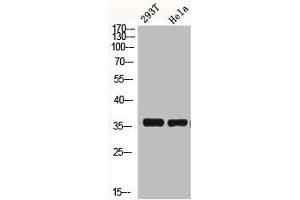 Western Blot analysis of HELA 293T cells using BRAF35 Polyclonal Antibody (HMGB2 Antikörper  (N-Term))