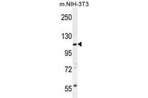 CCDC158 Antibody (C-term) western blot analysis in mouse NIH-3T3 cell line lysates (35µg/lane). (CCDC158 Antikörper  (C-Term))