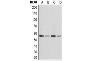Western blot analysis of MST2 expression in HeLa (A), Raw264. (STK3 Antikörper  (C-Term))
