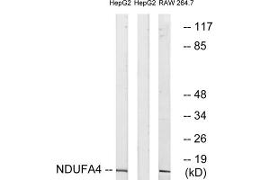 Western blot analysis of extracts from HepG2 cells and RAW264. (NDUFA4 Antikörper  (C-Term))
