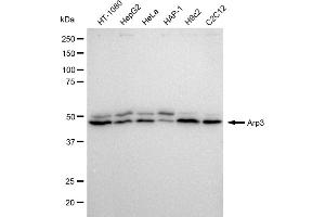 Western blotting analysis using Arp3 antibody (ABIN7797604). (Rekombinanter ANGPTL6 Antikörper)