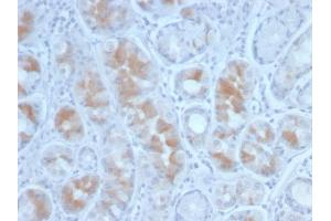 Formalin-fixed, paraffin-embedded human Stomach stained with Gastrin Mouse Monoclonal Antibody (GAST/2634). (Gastrin Antikörper)
