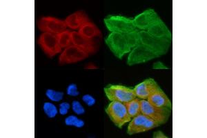ABIN6263849 and ABIN6278605 staining Hela cells(30 min of UV treatment) by IF/ICC. (OR2A5/2A14 (C-Term) Antikörper)