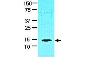 Cell lysate of HepG2 (30 ug) was resolved by SDS-PAGE and probed with FABP1 monoclonal antibody, clone 2G4  (1:1000). (FABP1 Antikörper  (AA 1-127))