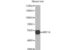 Western blot analysis of extracts of mouse liver, using AMY1A antibody. (AMY1A Antikörper)