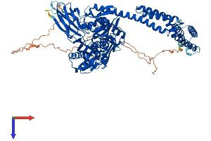 HSPA4L Protein (AA 1-839) (His tag)