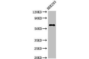Western Blot Positive WB detected in: HEK293 whole cell lysate All lanes: TRAF3 antibody at 3.