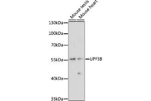 Western blot analysis of extracts of various cell lines, using UPF3B antibody (ABIN7271228) at 1:1000 dilution. (UPF3B Antikörper  (AA 1-180))