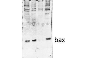 Western Blot (WB) analysis of HeLa MCF-7 U2OS 3T3 cells, antibody was diluted at 1:500. (BAX Antikörper  (Internal Region))