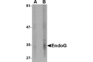 Western Blotting (WB) image for anti-Endonuclease G (ENDOG) (AA 51-140) antibody (ABIN492524) (Endonuclease G Antikörper  (AA 51-140))