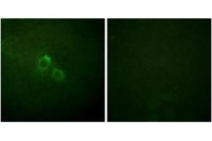Immunofluorescence (IF) image for anti-Potassium Voltage-Gated Channel, Shaker-Related Subfamily, Member 3 (KCNA3) (AA 101-150) antibody (ABIN2888894) (KCNA3 Antikörper  (AA 101-150))