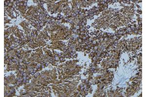 ABIN6276551 at 1/100 staining Mouse testis tissue by IHC-P. (NCF1 Antikörper  (C-Term))