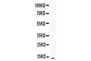 Western blot analysis of CXCL13/BLC expression in recombinant mouse CXCL13/BLC protein 1ng ( Lane 1). (CXCL13 Antikörper  (AA 22-109))