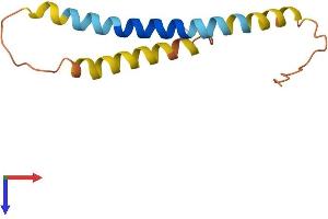 Reprimo Protein (RPRM) (AA 1-109) (His tag)