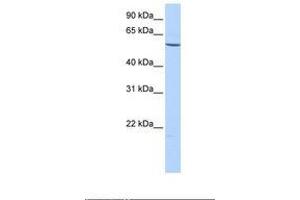 Image no. 1 for anti-Collagen, Type XXVI, alpha 1 (COL26A1) (AA 361-410) antibody (ABIN6739370)