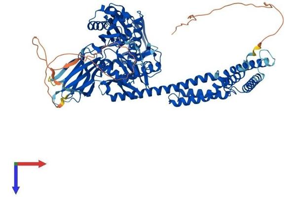 HSPA4 Protein (AA 1-840) (His tag)
