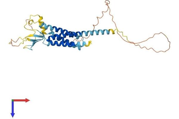 CACNG3 Protein (AA 1-315) (His tag)
