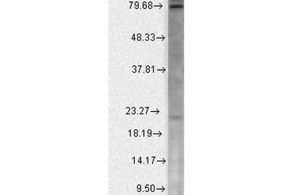 CACNB2 antibody  (AA 189-205) (HRP)