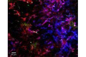 Immunofluorescence (IF) image for anti-Egf-Like Module Containing, Mucin-Like, Hormone Receptor-Like 1 (EMR1) antibody (Alexa Fluor 647) (ABIN2657886) (F4/80 Antikörper  (Alexa Fluor 647))