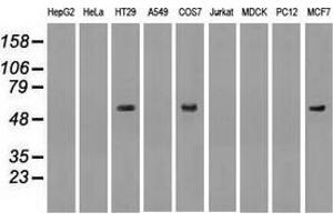 Western blot analysis of extracts (35 µg) from 9 different cell lines by using anti-anti-NRBP1monoclonal antibody. (NRBP1 Antikörper)