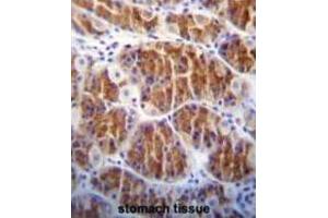 Immunohistochemistry (IHC) image for anti-CDC14 Cell Division Cycle 14 Homolog A (CDC14A) antibody (ABIN3003762) (CDC14A Antikörper)
