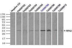 Image no. 2 for anti-Replication Protein A2, 32kDa (RPA2) antibody (ABIN1500739) (RPA2 Antikörper)