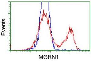 HEK293T cells transfected with either RC208284 overexpress plasmid (Red) or empty vector control plasmid (Blue) were immunostained by anti-MGRN1 antibody (ABIN2454418), and then analyzed by flow cytometry. (Mahogunin RING Finger Protein 1 Antikörper)