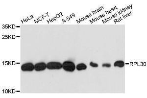 Western blot analysis of extracts of various cell lines, using RPL30 antibody. (RPL30 Antikörper  (AA 1-115))