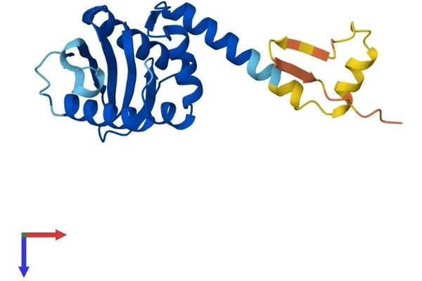 AP3S1 Protein (AA 1-193) (His tag)