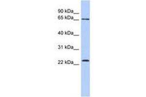 Image no. 1 for anti-Zinc Finger Protein 428 (ZNF428) (N-Term) antibody (ABIN6740264) (ZNF428 Antikörper  (N-Term))