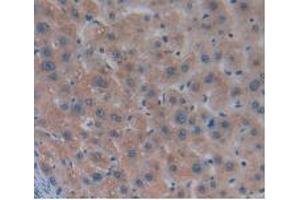 IHC-P analysis of Human Liver Tissue, with DAB staining. (MSTN Antikörper  (AA 266-375))