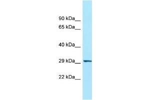 WB Suggested Anti-ORAI3 Antibody Titration: 1. (ORAI3 Antikörper  (N-Term))