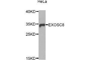 Western Blotting (WB) image for anti-Exosome Component 8 (EXOSC8) antibody (ABIN1875938)