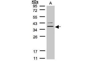 WB Image Sample(30 μg of whole cell lysate) A:H1299 12% SDS PAGE antibody diluted at 1:1000 (Purinergic Receptor P2Y, G-Protein Coupled, 13 (P2RY13) (Internal Region) Antikörper)