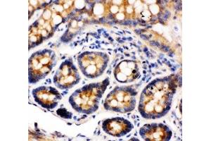 IHC-P: Integrin alpha 1 antibody testing of rat intestine tissue