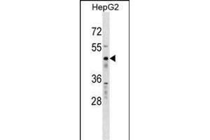 RBMS1 Antibody (Center) (ABIN1538120 and ABIN2848846) western blot analysis in HepG2 cell line lysates (35 μg/lane). (RBMS1 Antikörper  (AA 224-252))
