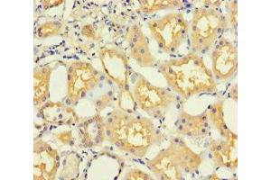 Immunohistochemistry of paraffin-embedded human kidney tissue using ABIN7165919 at dilution of 1:100