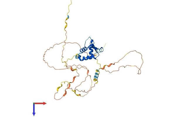 FOXI1 Protein (AA 1-372) (His tag)
