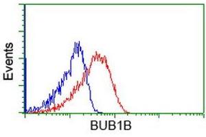 Image no. 2 for anti-Budding Uninhibited By Benzimidazoles 1 Homolog beta (Yeast) (BUB1B) antibody (ABIN1496997) (BUB1B Antikörper)