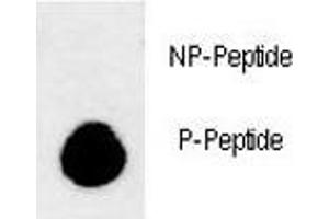 Dot blot analysis of phospho-LC3B antibody. (LC3B Antikörper  (pThr93, pTyr99))