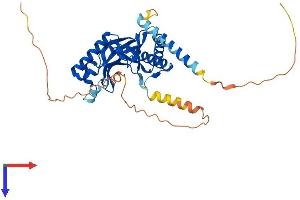 AKAP7 Protein (AA 1-348) (His tag)