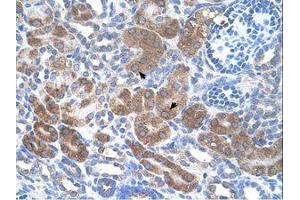 Image no. 1 for anti-CD36 (CD36) (N-Term) antibody (ABIN6738418) (CD36 Antikörper  (N-Term))